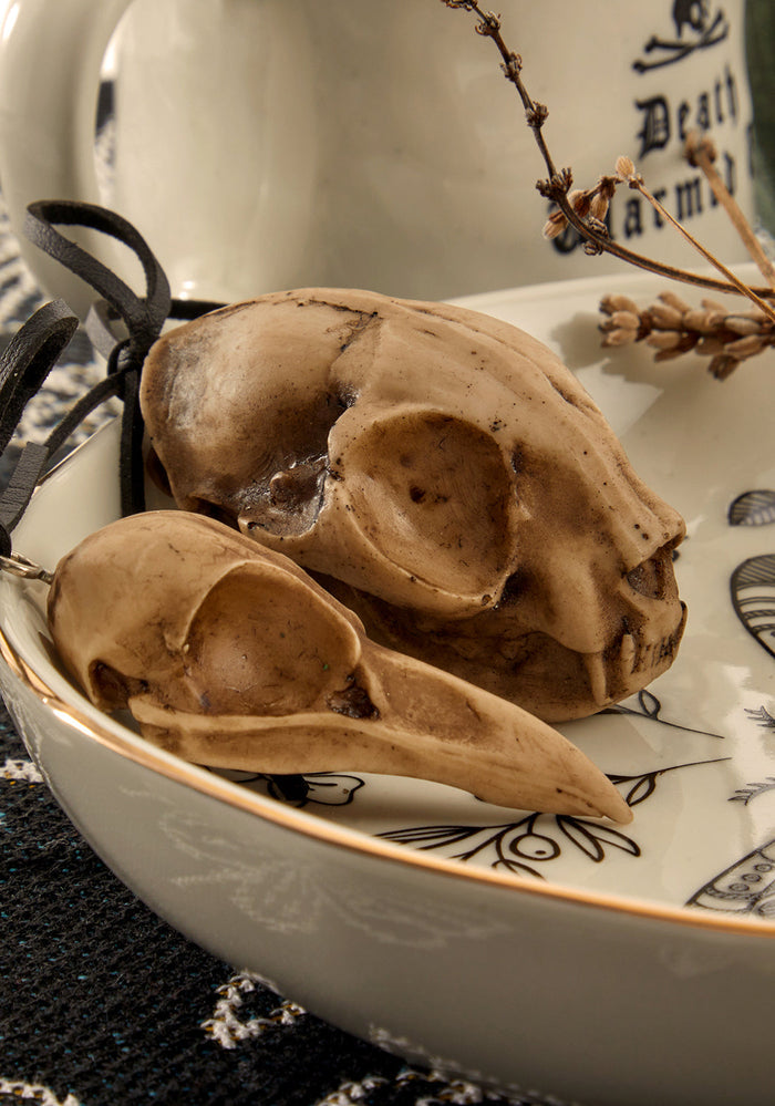 Cat Skull Offering